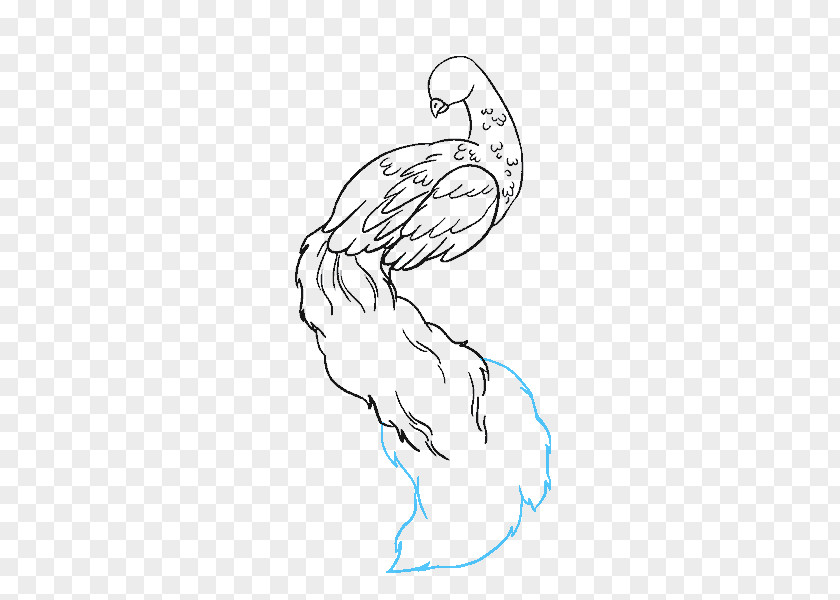 Curved Branch Drawing Pavo Line Art Sketch PNG
