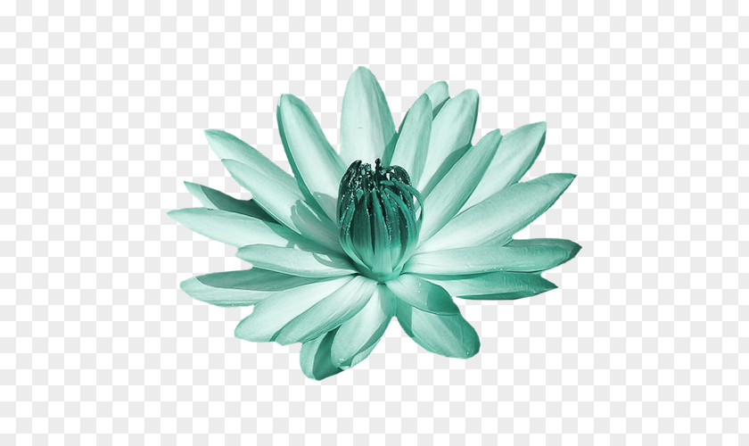 Green Turquoise PNG