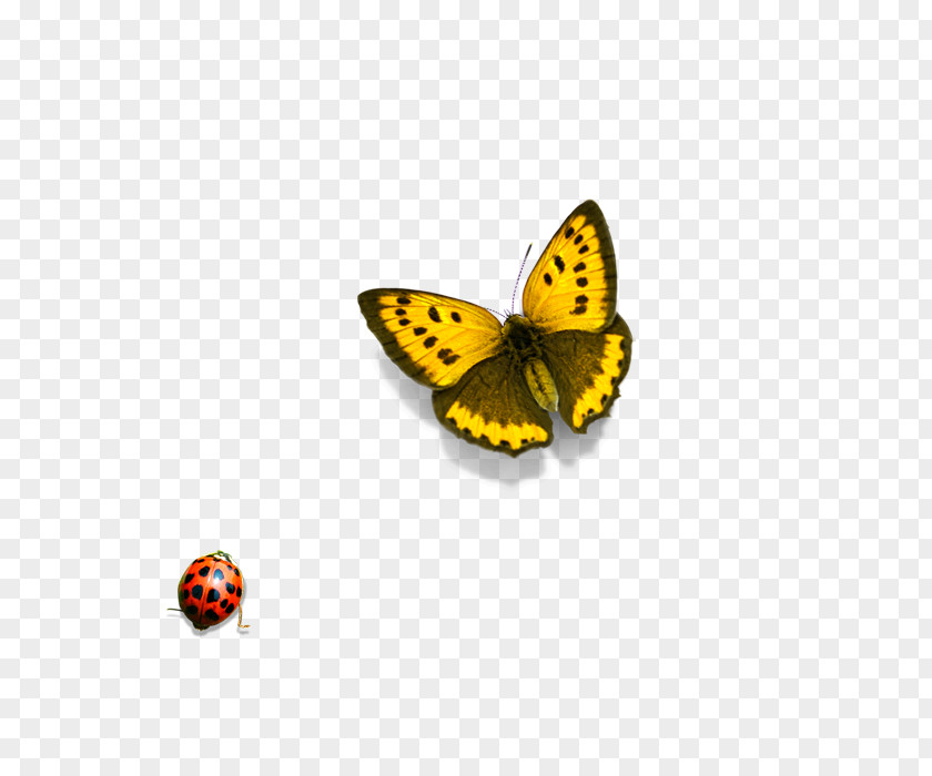 Insect Illustration PNG