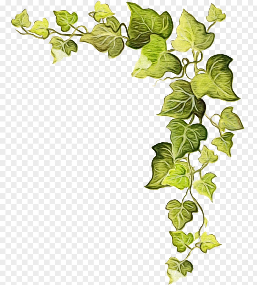 Ivy Family Tree Background PNG