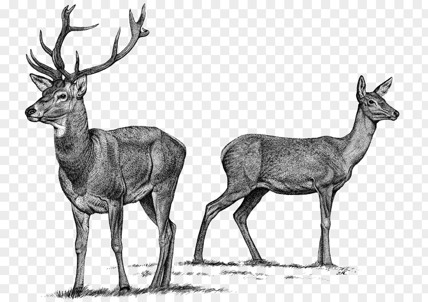 Reindeer Elk Red Deer Roe PNG