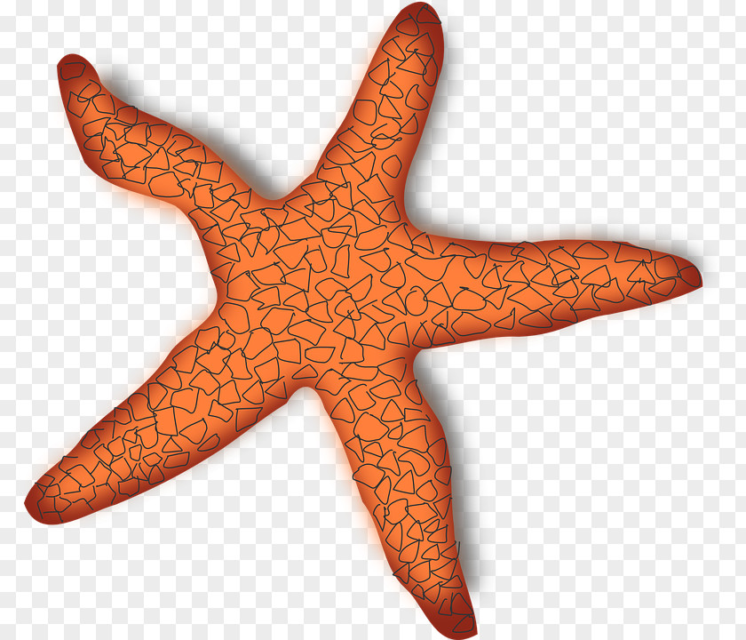 Starfish Clip Art Openclipart Image File Format PNG