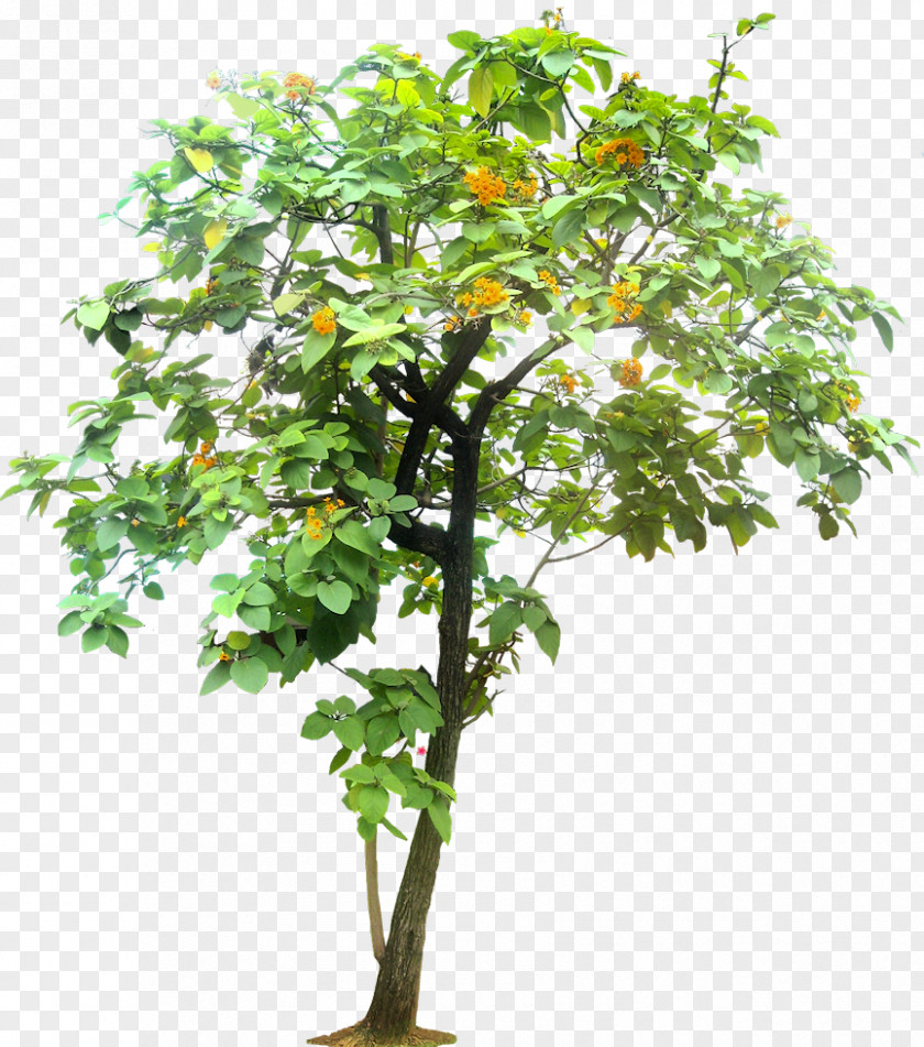 Tropical Plant Tree Tropics Cordia Sebestena PNG