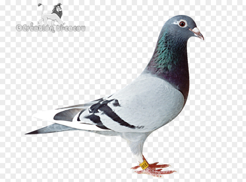 Bird Stock Dove Columbidae Homing Pigeon SNESDroid PNG