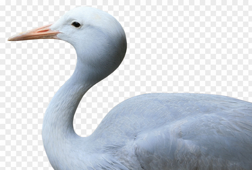 CRANE BIRD Water Bird Crane Goose Seabird PNG