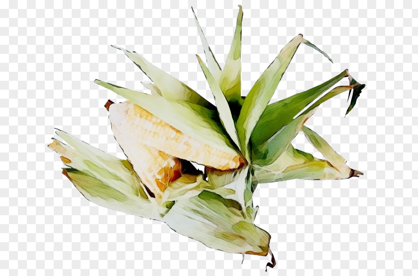 Ginger Family Ingredient Plant Food Cuisine Flower PNG