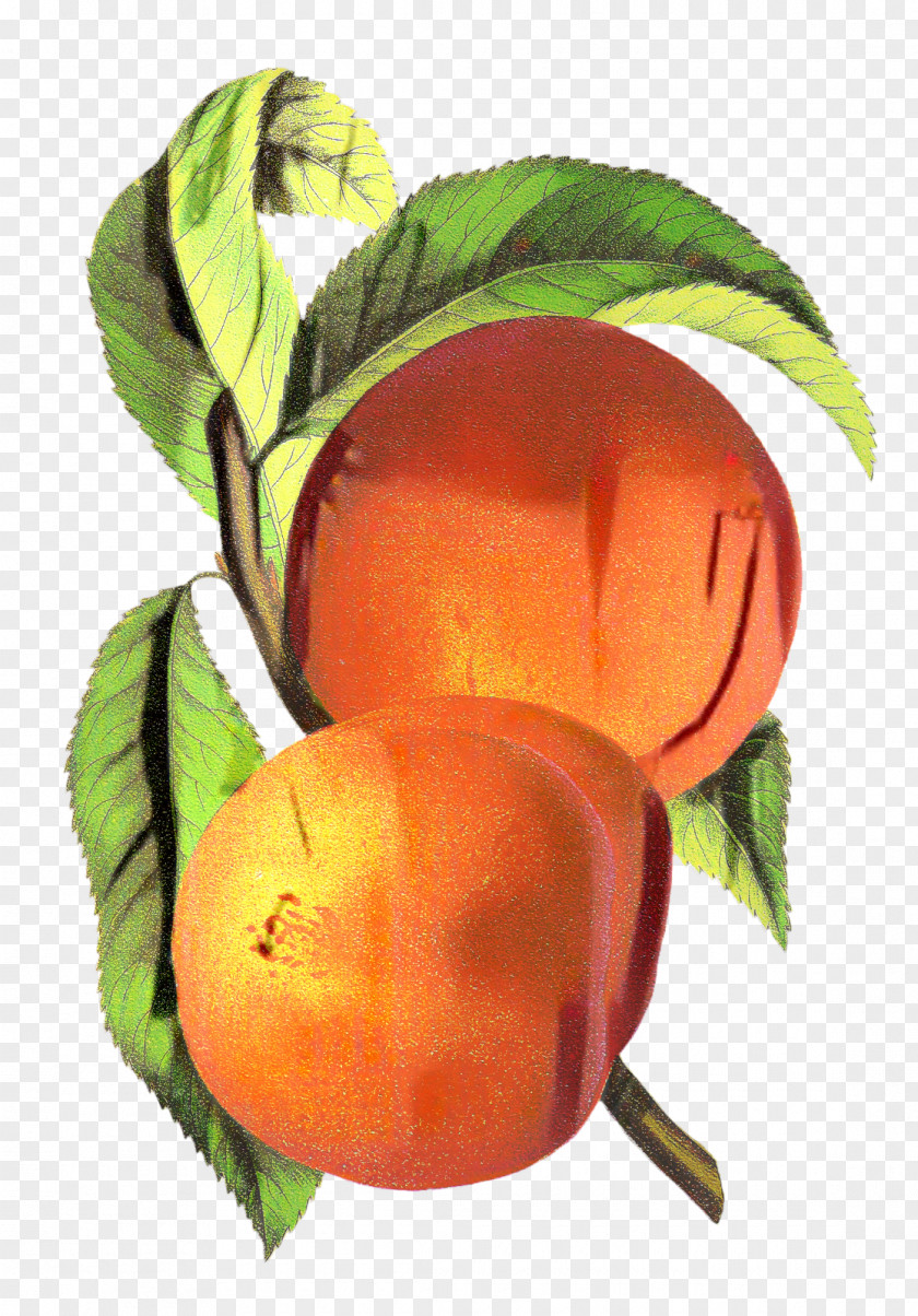 Nectarine Tangerine Trees Cartoon PNG