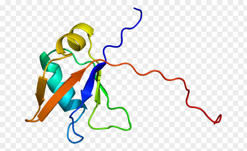 TARDBP Protein Folding RNA-binding Gene PNG