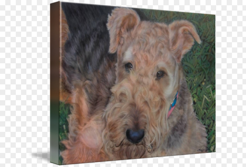 Terrier Airedale Welsh Lakeland Irish Schnoodle PNG