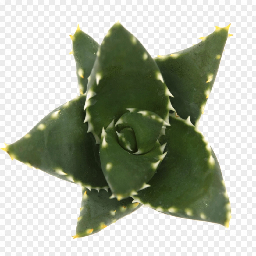 Aloe Agave INAV DBX MSCI AC WORLD SF Vera Leaf PNG