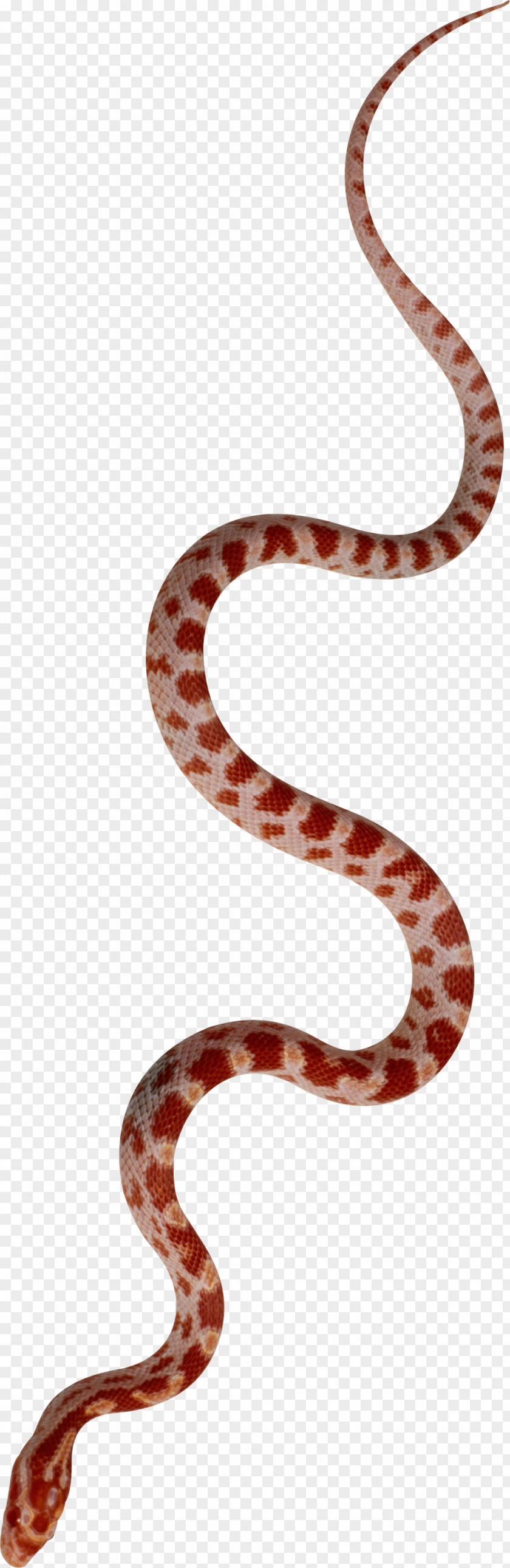 Anaconda Kingsnakes Reptile Vertebrate Colubridae PNG