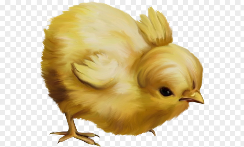 Chick Chicken Easter Kifaranga Clip Art PNG