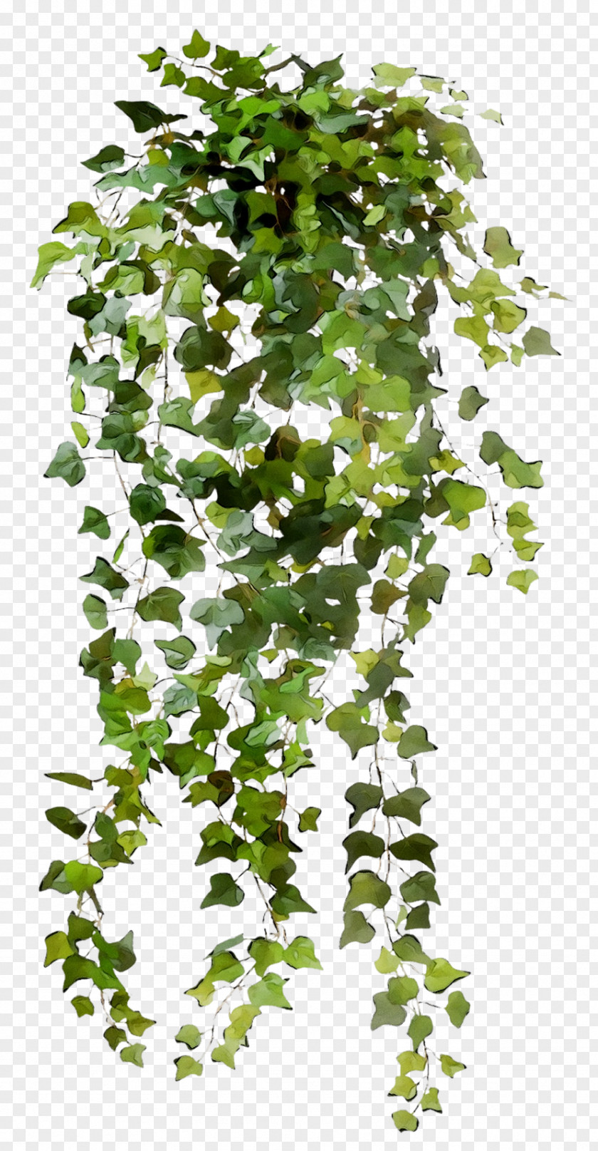 Common Ivy Leaf Vine Hanging Basket Plants PNG