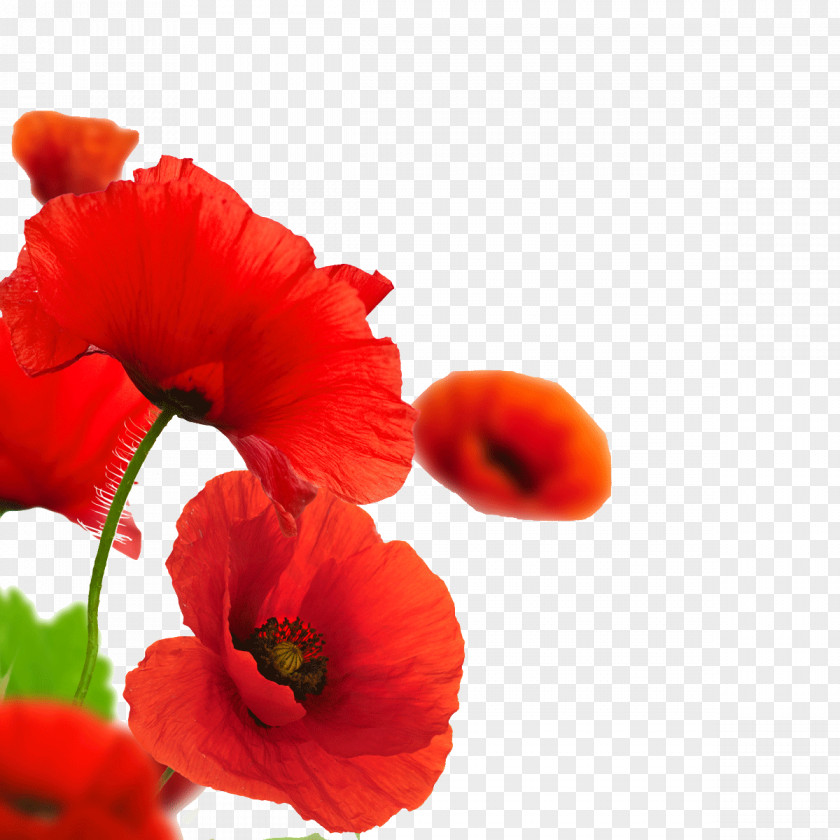 Flower Remembrance Poppy Armistice Day Common PNG