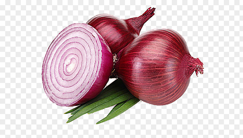 Fresh Onions PNG onions clipart PNG