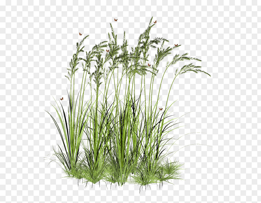 Grass Tree Aquatic Plant PNG