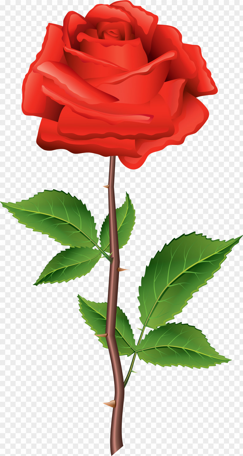 Infusion Pack Middle Rose Clip Art Flower Plant Stem PNG