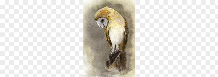 Owl Watercolor Painting Bird Art PNG