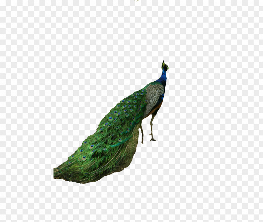 Peacock Peafowl Tiger Bird Computer File PNG