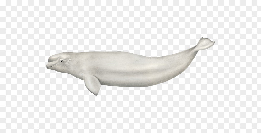 Polar Bear Beluga Whale Whales Killer Cetaceans PNG