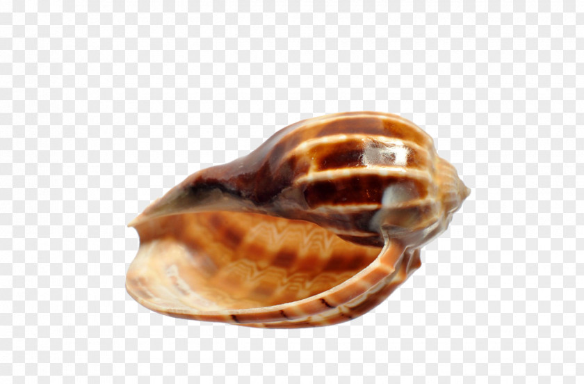 Seashell Viviparidae Viviparus PNG
