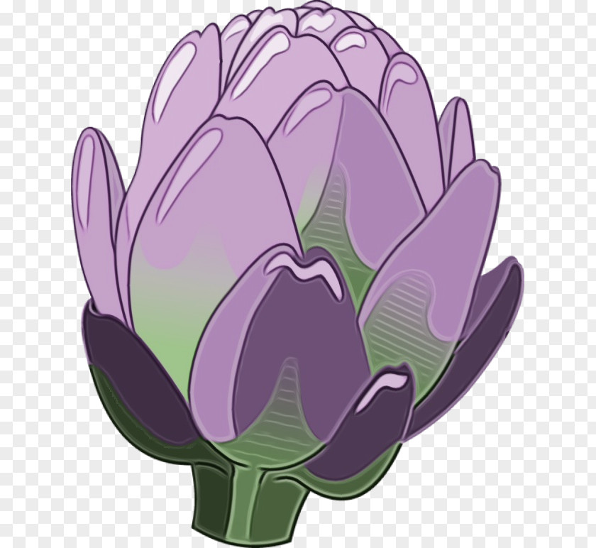 Water Lily Perennial Plant Tulip Purple Petal PNG