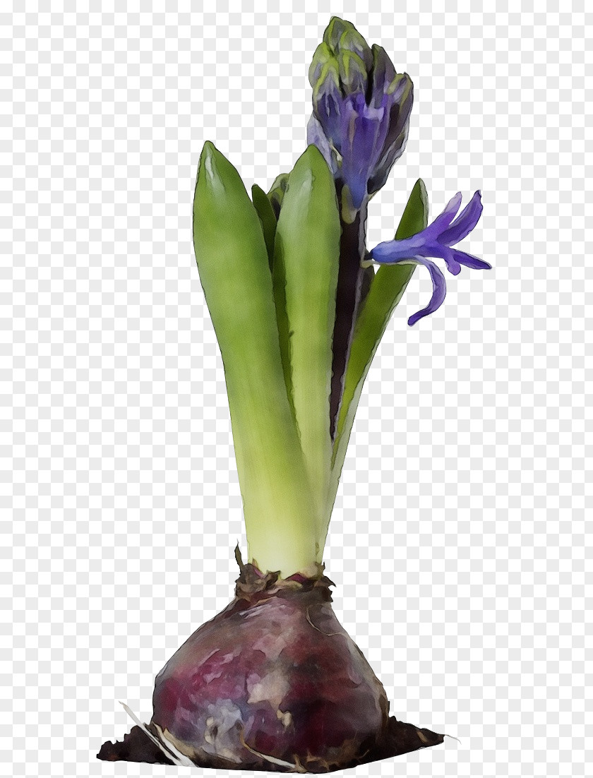 Crocus Iris Flower Flowering Plant Purple Stem PNG