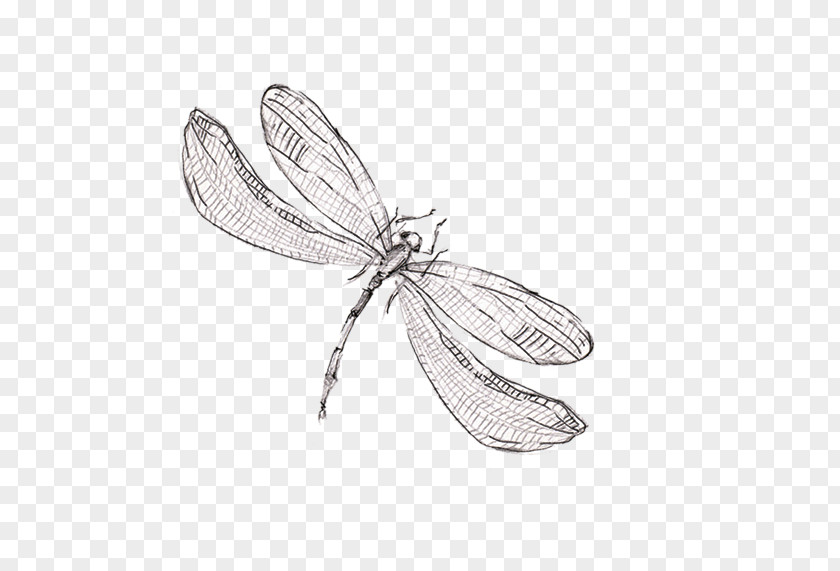 Dragonfly Drawing Download PNG