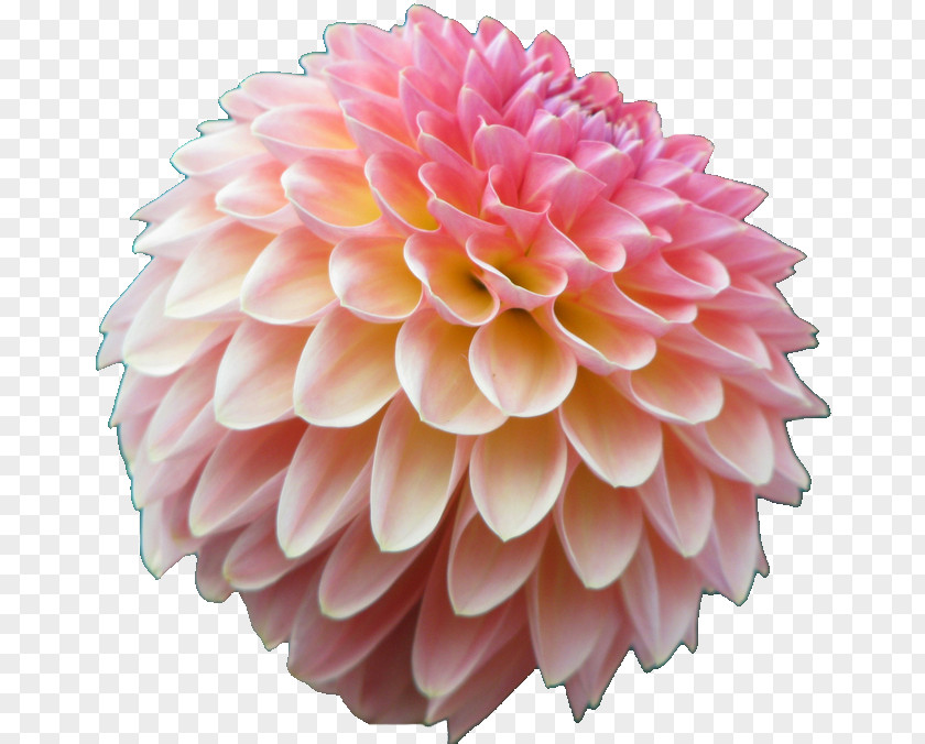 Flower Dahlia Cut Flowers Daisy Family Pink PNG