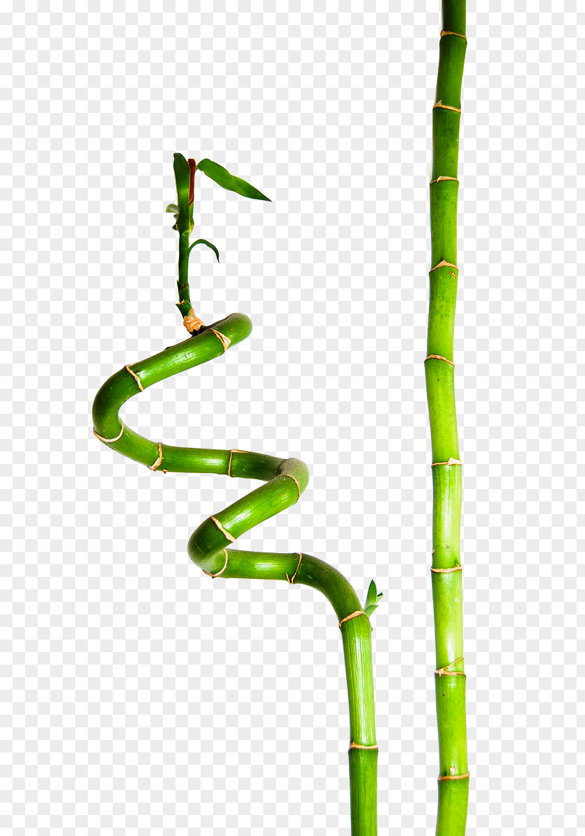 Green Bamboo Lucky Plant Sustainable Clothing Bamboe PNG