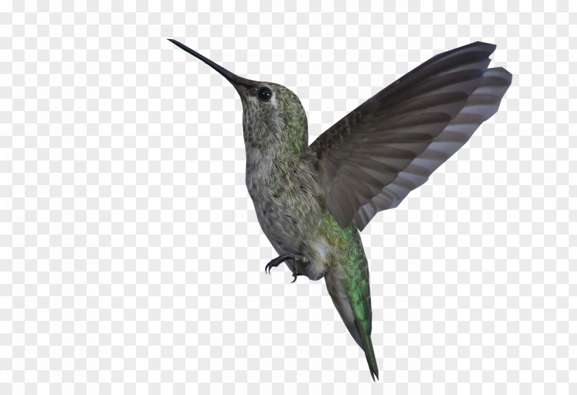 Hummingbird Wing Beak Feather PNG