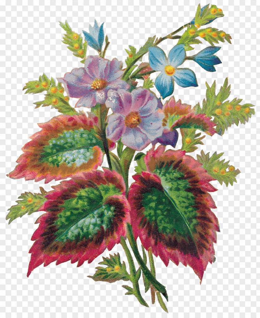 Illustration Cut Flowers Floral Design Floristry Flower Bouquet PNG