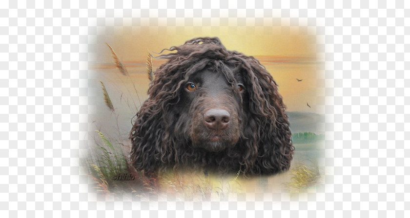 Lees Ferry Field Spaniel Irish Water American Cocker English PNG