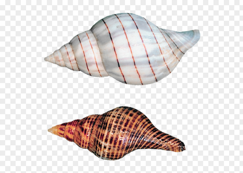 Sea Seashell Snail Gastropod Shell PNG
