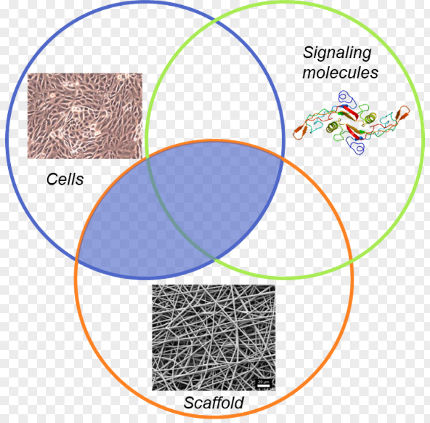 Technology Engineering Biosensors Tissue PNG