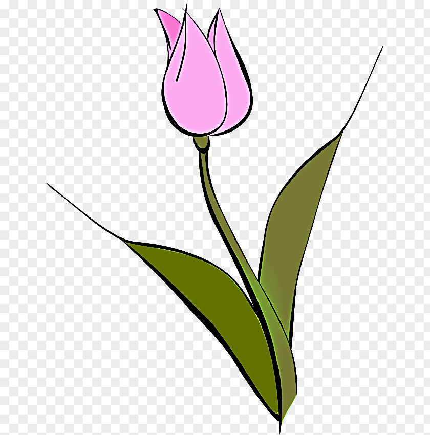 Anthurium Lily Family Flower Cartoon PNG
