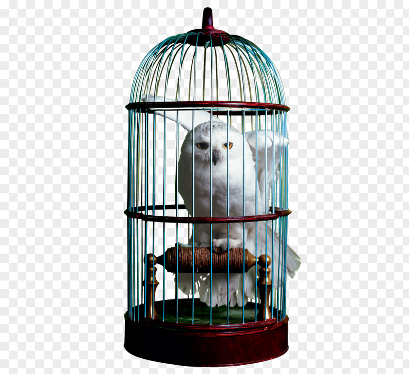 Cage The Wizarding World Of Harry Potter Hedwig Owl PNG