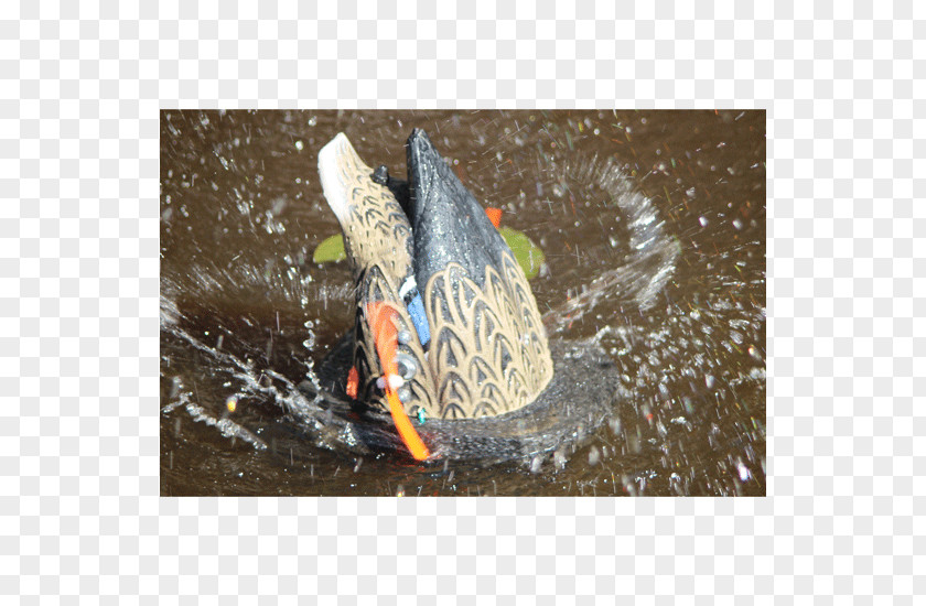 Duck Mallard Wonderduck Decoys PNG