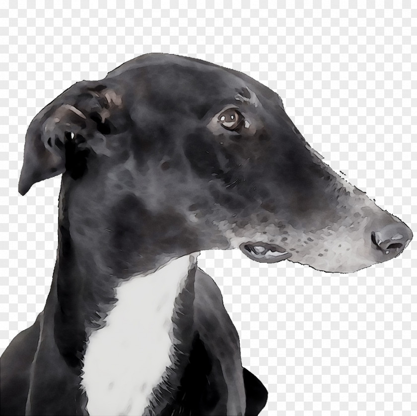 Italian Greyhound Spanish Sloughi Whippet PNG