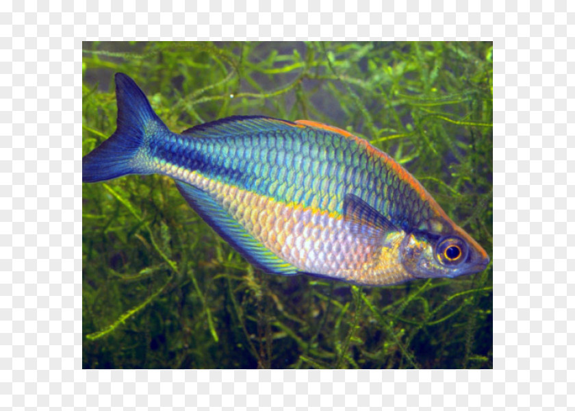 Lake Kutubu Rainbowfish Wanam Neon Dwarf PNG