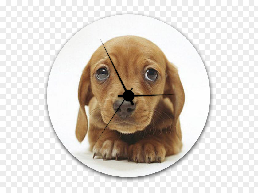 Puppy Dachshund Labrador Retriever Cuteness Lion PNG