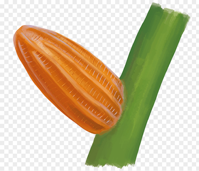 Vegetable PNG