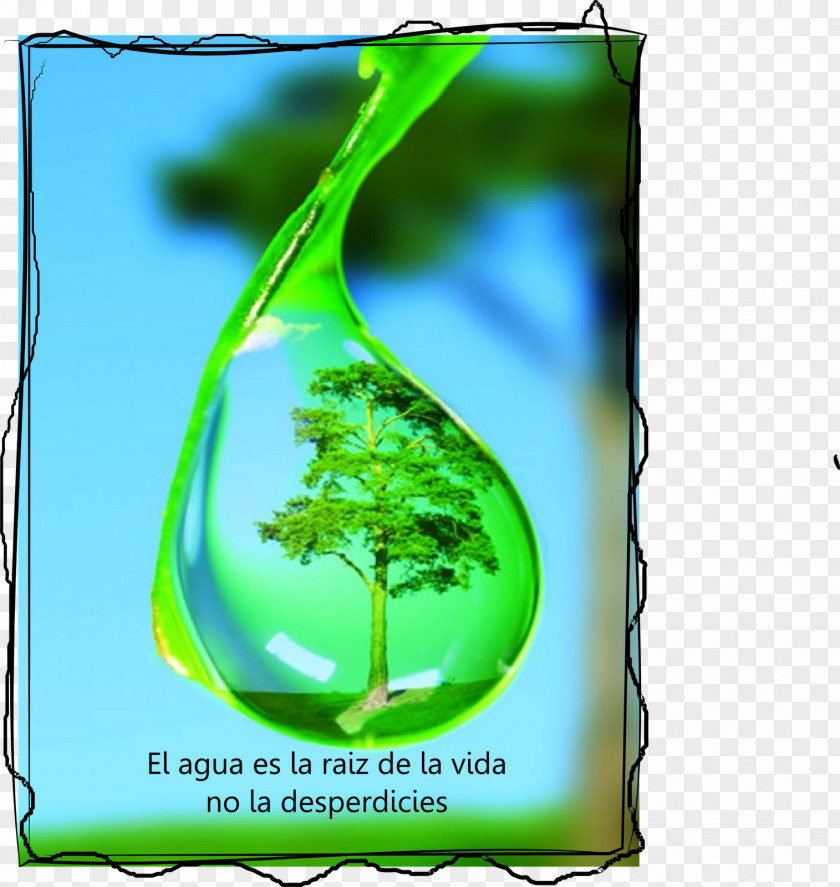 Water Drew Drop And The Cycle Tree Dew PNG