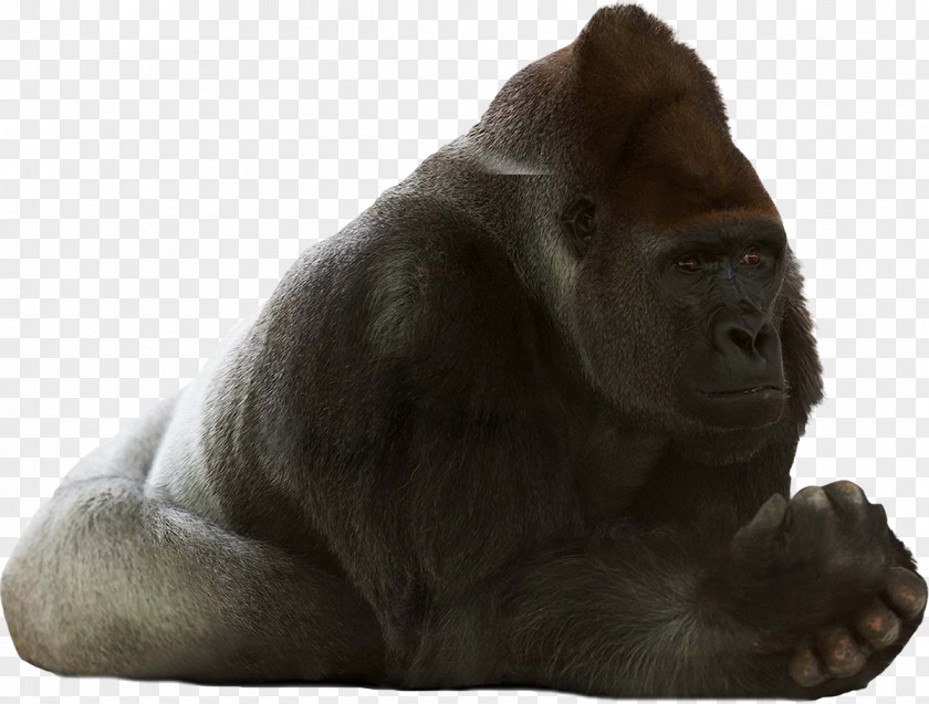 Gorilla Western Chimpanzee Primate Orangutan Monkey PNG
