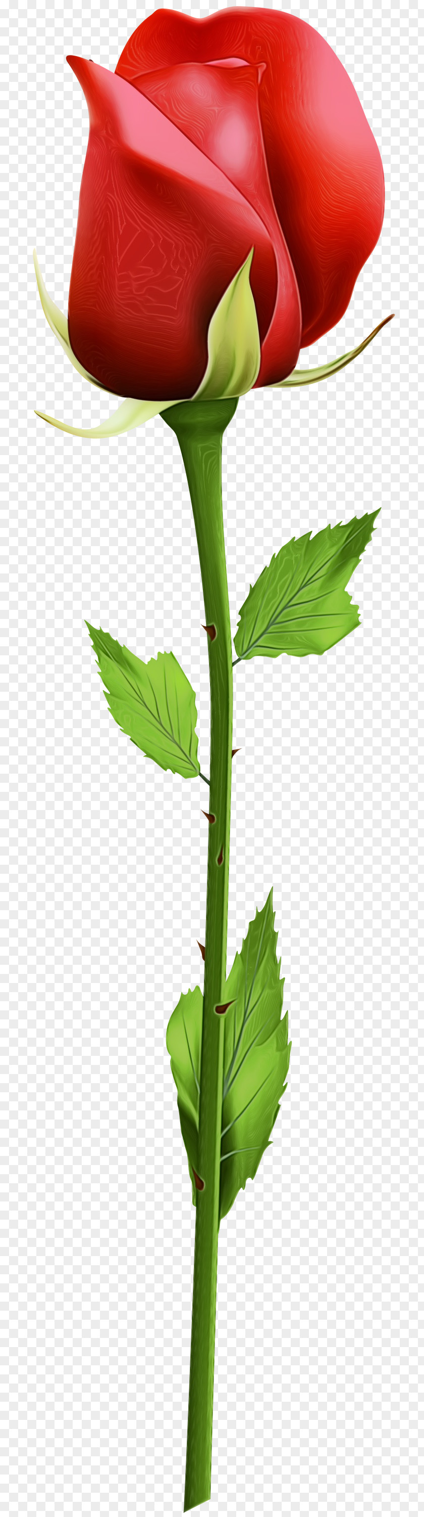 Herb Lovage Plane PNG