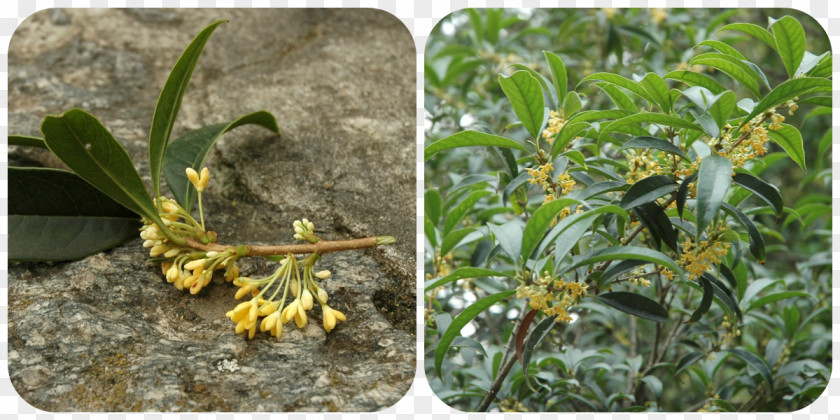 Osmanthus Cake Sweet Plant Flavor Apricot Tree PNG