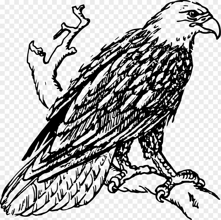 Philippine Eagle Bald Line Art Drawing Clip PNG