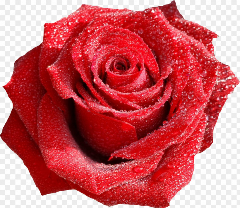 Rose Water Flower Bouquet Valentine's Day Red PNG