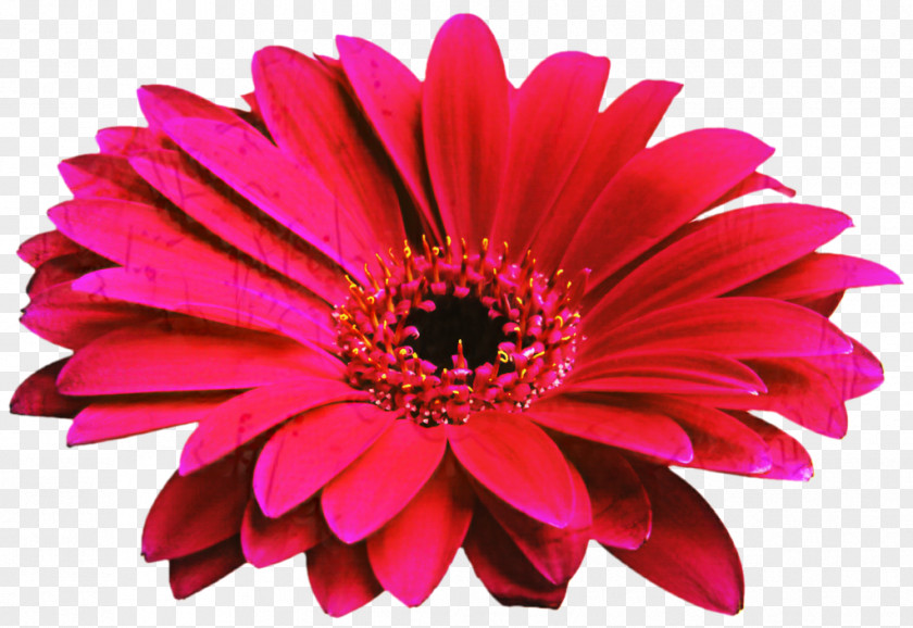 Transvaal Daisy Cut Flowers Flower Bouquet Family PNG