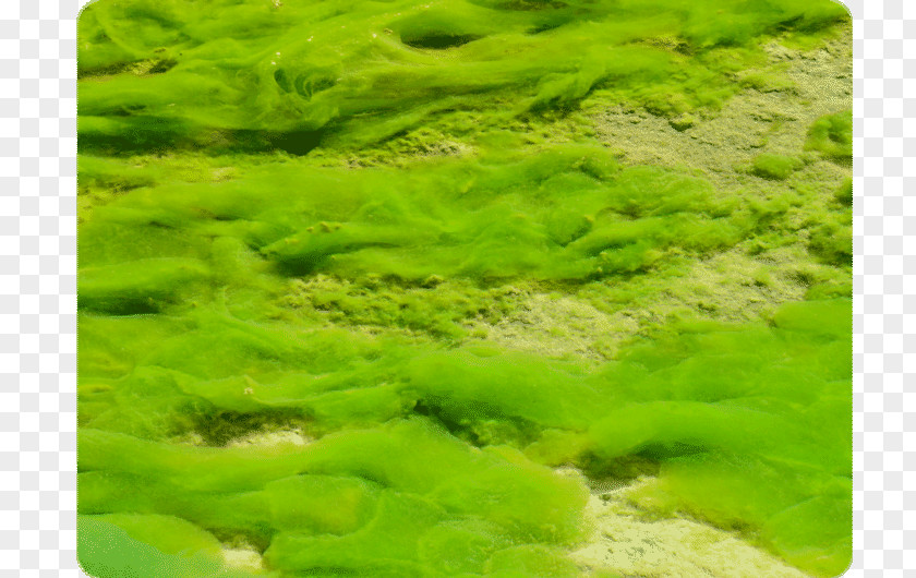 Plant Green Algae Protist Algal Bloom Red PNG